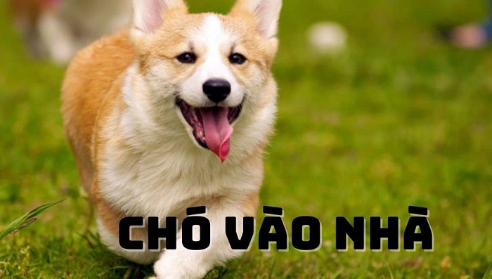 Chó đến nhà mang lại may mắn