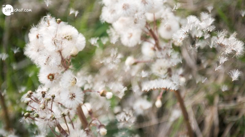 Meaning of the quote: The morning wind spreads its fresh smell. We must get up and take that in, that wind that lets us live