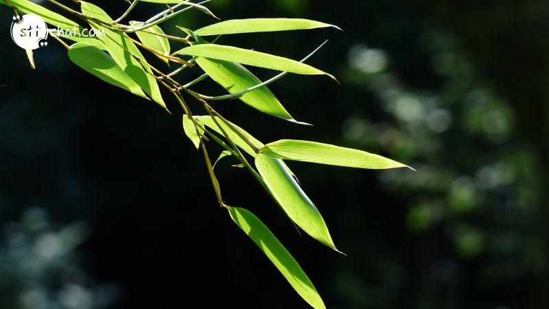 The Power of Flexibility: The Bamboo That Bends is Stronger Than the Oak That Resists