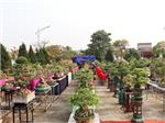 CLB Bon sai Chợ Cầu Đôi triển lãm cây cảnh nghệ thuật tại xã Hải Thanh