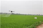Trình diễn sử dụng máy bay không người lái phun thuốc bảo vệ thực vật trên cây lúa tại xóm 1 xã Hải Tân.